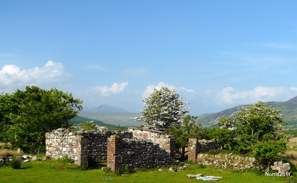 Blossom amongst the ruins. by grumpylumixuser