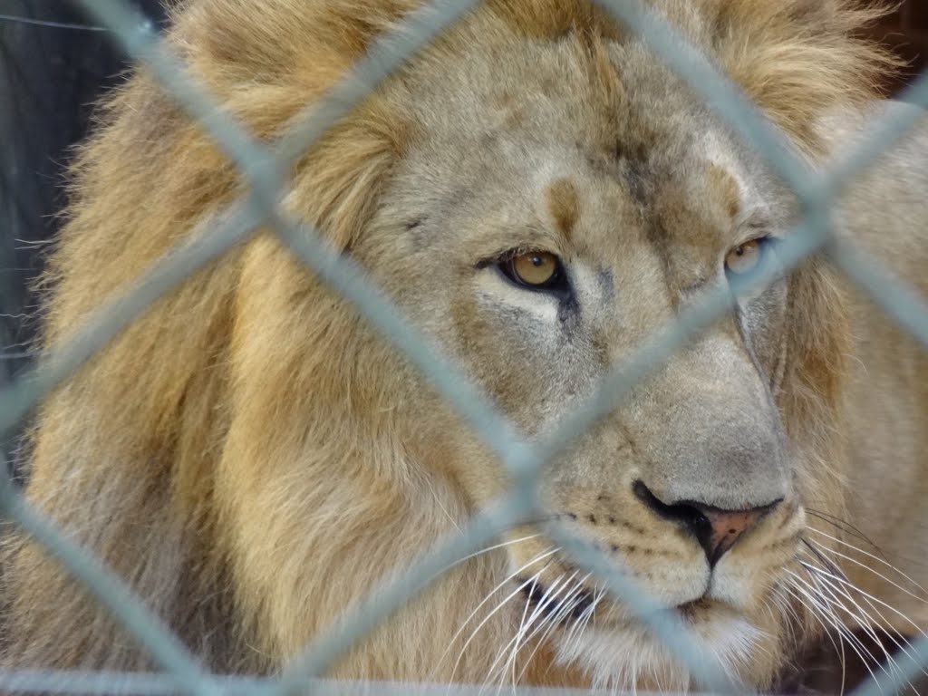 Leão Zoo Bauru by alcides goncalves