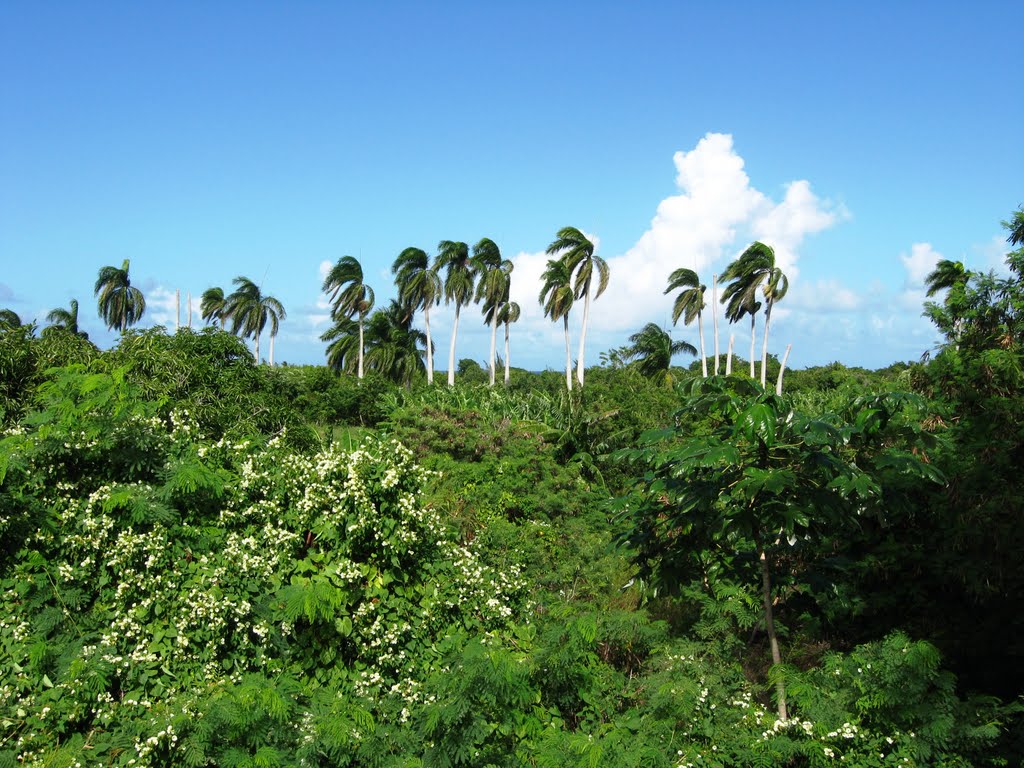 Guardalavaca Growth by spmm