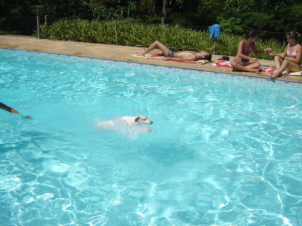 Whippet swimming by Filipe Mox