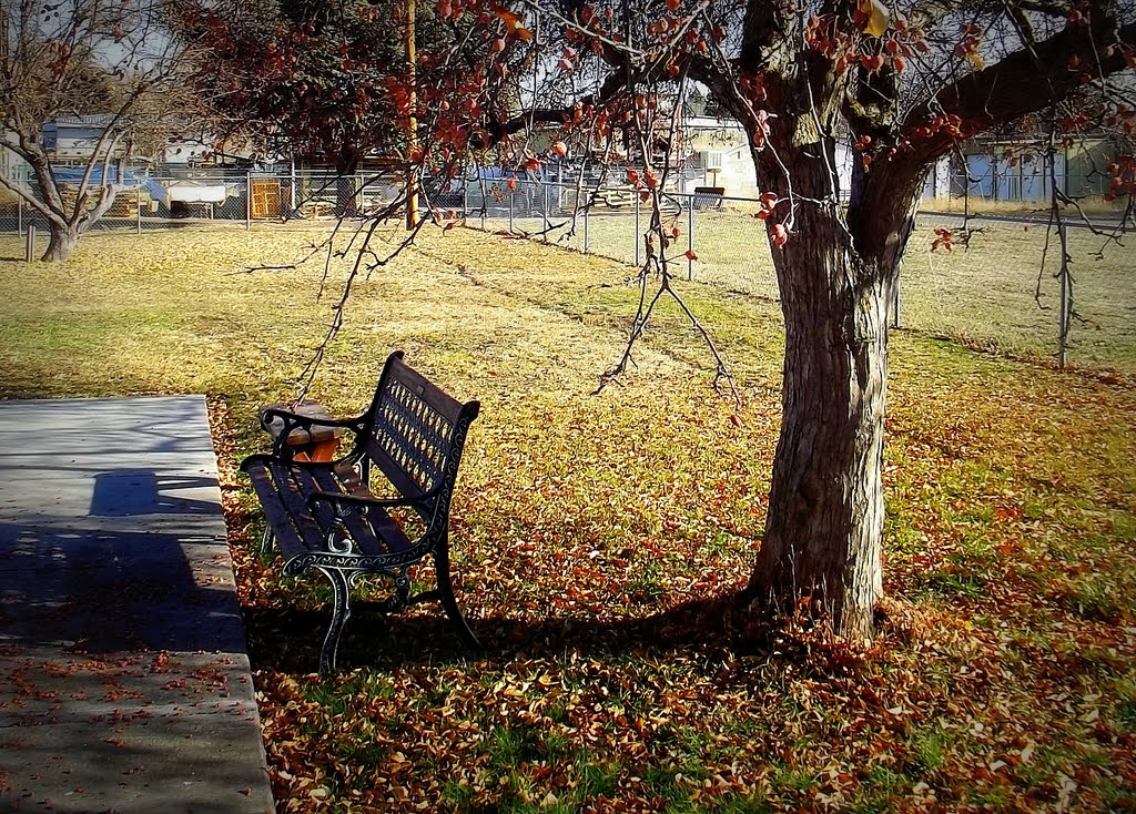 A bench, a tree by Diane MP