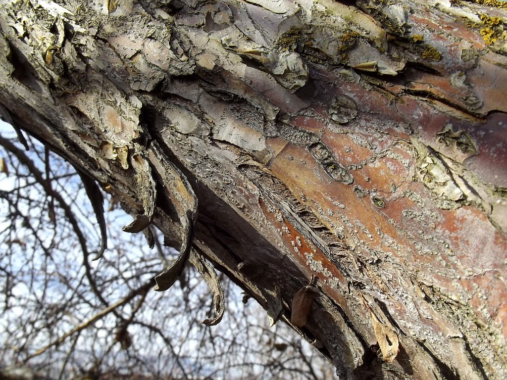 Crab apple bark by Diane MP