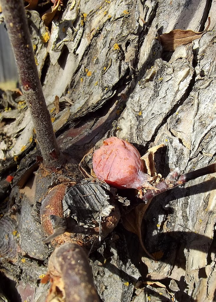 Crab apple trunk, December sun by Diane MP