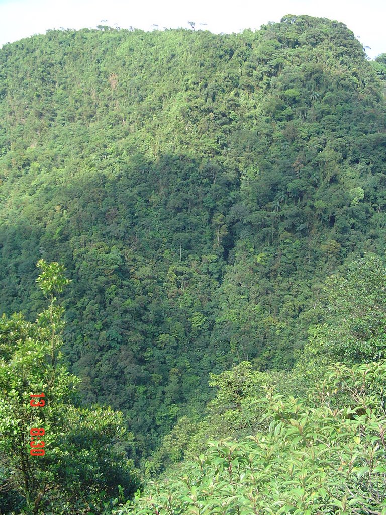 Parque Estadual da Serra do Mar - Caminho do Mar - Cubatão - Brasil by Marcelo Parise Petaz…