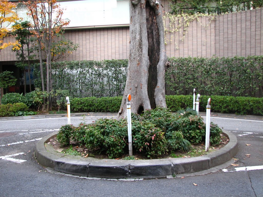 道路を分かつイチョウの大木　Big Maidenhair Tree at road center by Grahabudayaindonesia