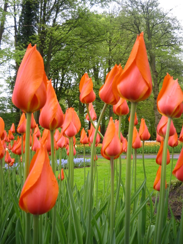 Keukenhof 2010 by Anchrivanko