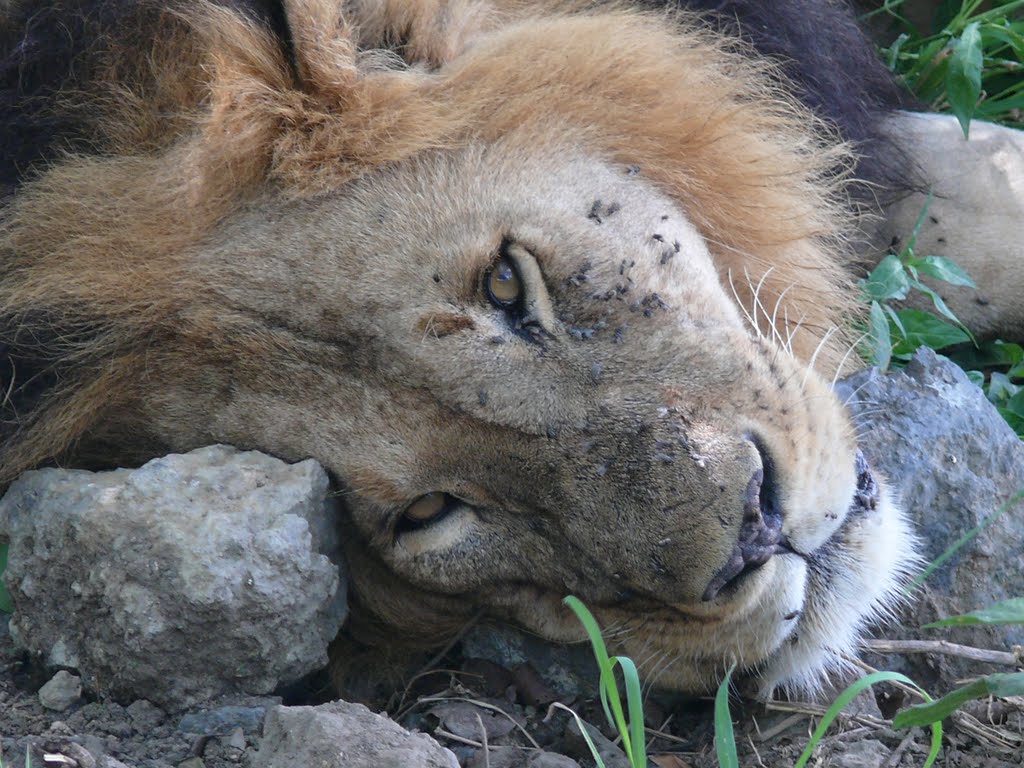 Sleeping lion,Nakuru by moses kandie