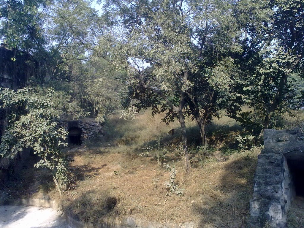 Lion at Delhi Zoo by Bipul Keshri