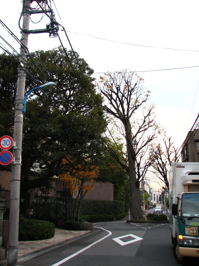 道路を分かつイチョウの大木　Big Maidenhair Tree at road center by Grahabudayaindonesia