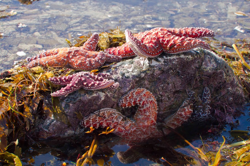 Winter Tide Pools of Dana Point, California by Elena S. Omelchenko