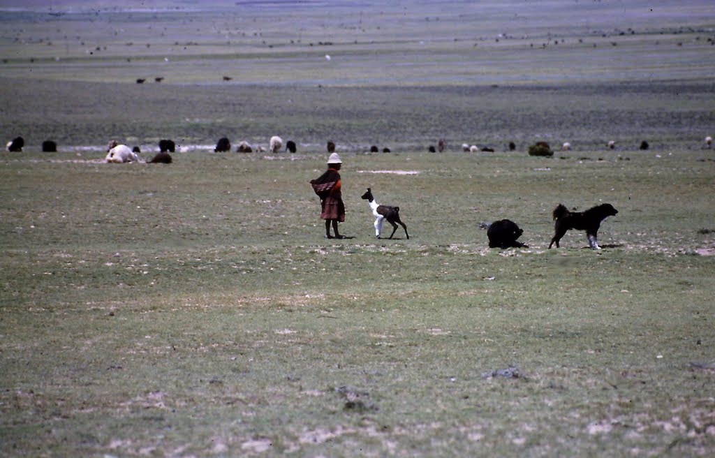 Dit-on bergère pour une gardienne de lamas? by gabolde