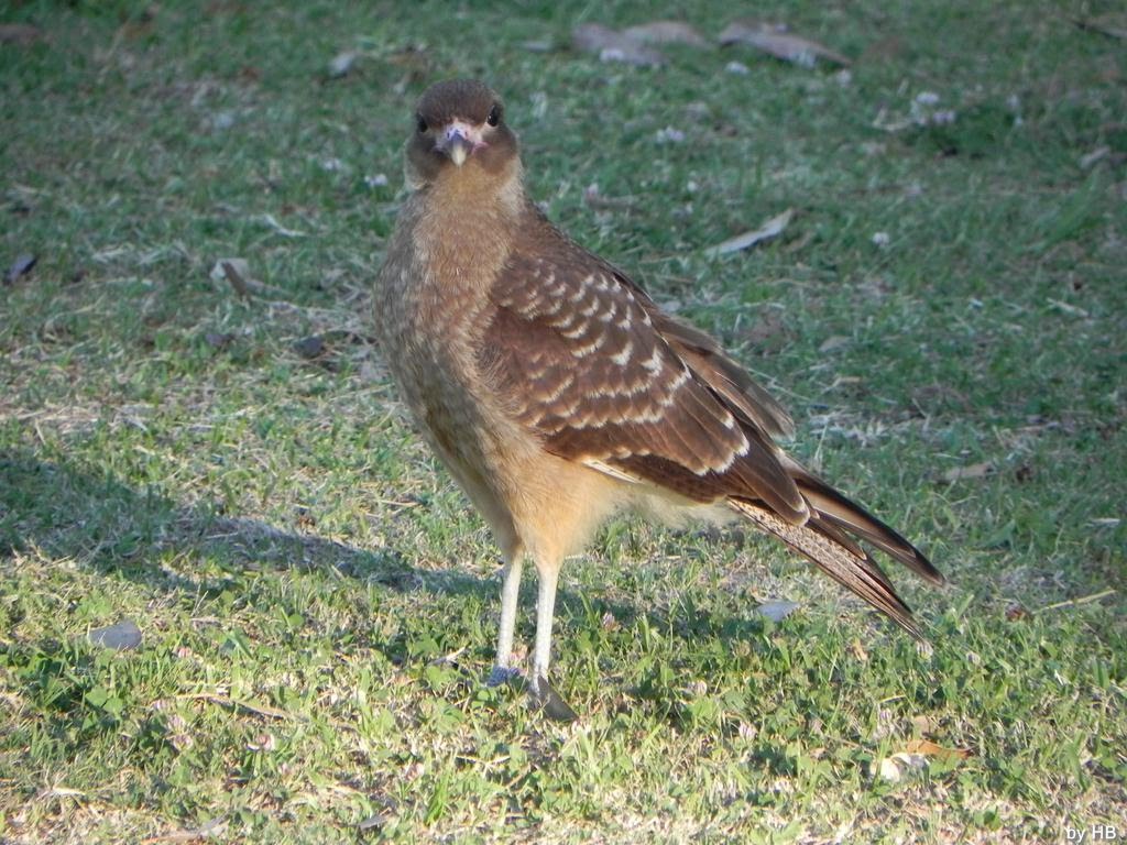 Milvago chimango. Iate Clube, Rio Grande - RS. by Hélio Brettas