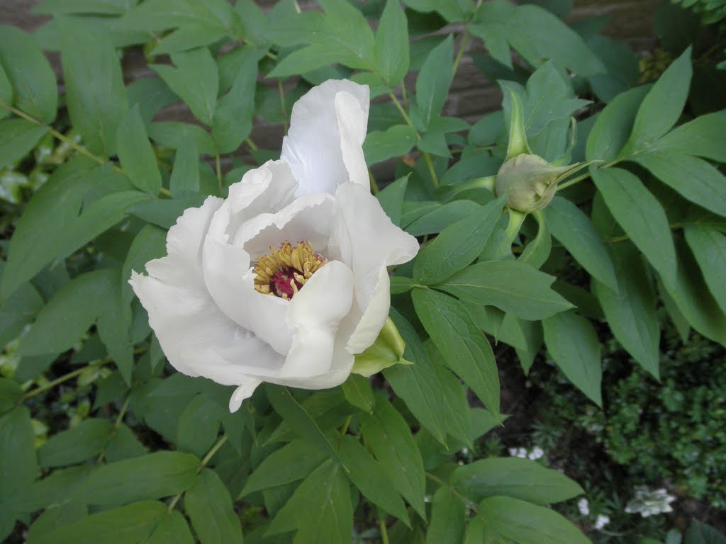 Paeonia ' Feng Dan Bai ' , Tree peony by Martin Klumper