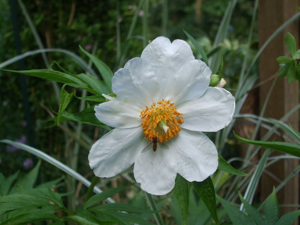 Paeonia emodi by Martin Klumper