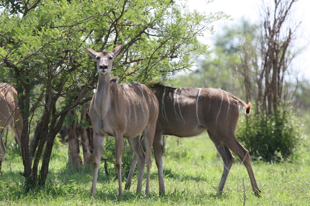 Kruger Park, South Africa by thompsoncm