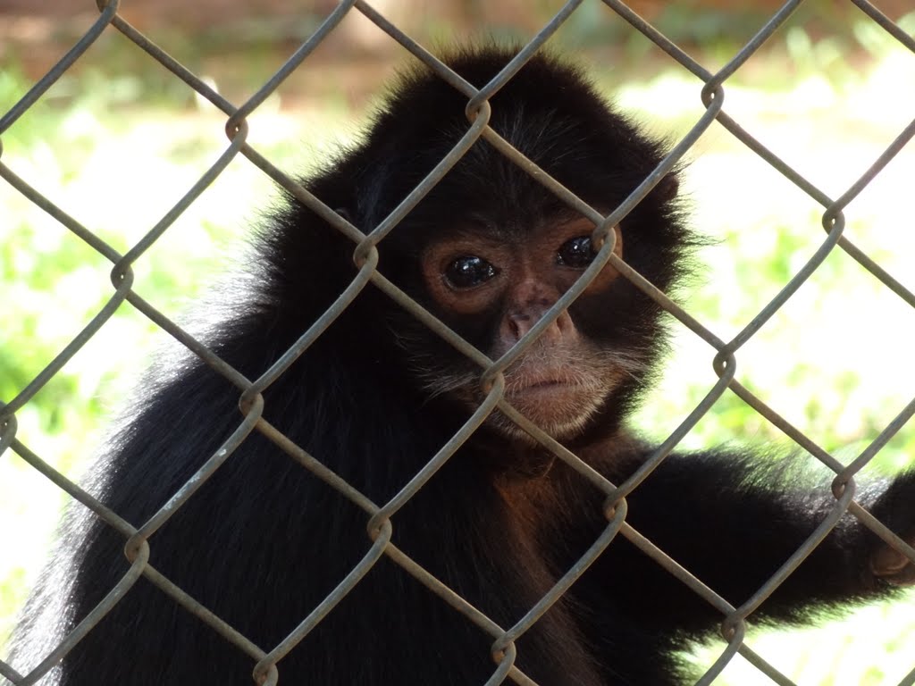 Zoo Bauru sp by alcides goncalves