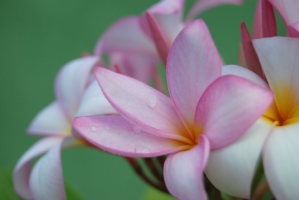 Flores no Parque Senador Jéfferson Péres / Manaus - Brasil by Fernando Rangel