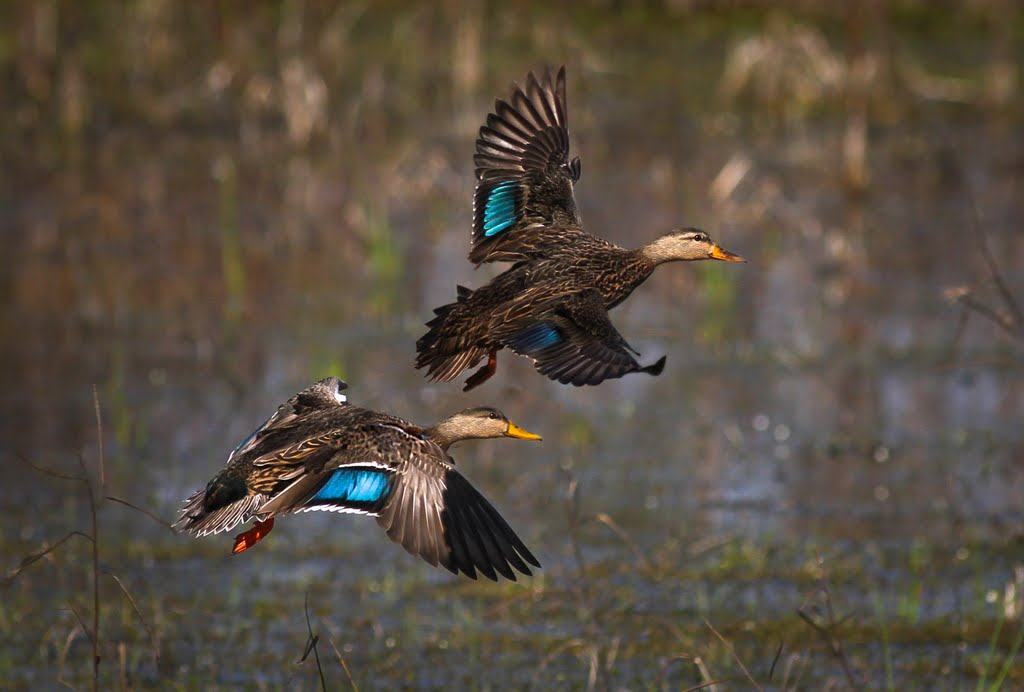 St Johns County, FL, USA by Joe Hunt