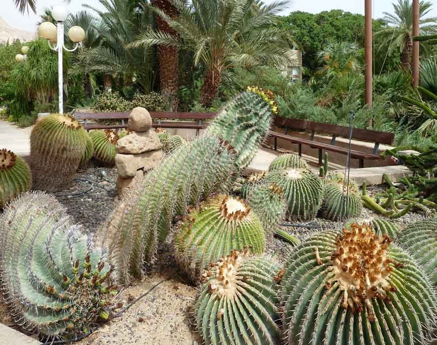 Ein Gedi Botanical Gardens. by obber