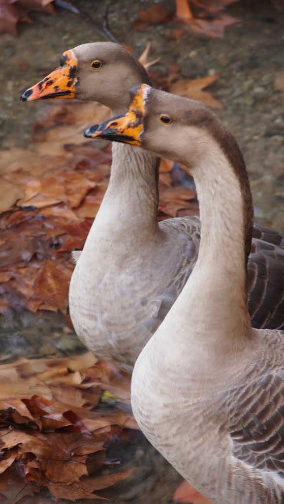 Cisnes na Várzea by lestro