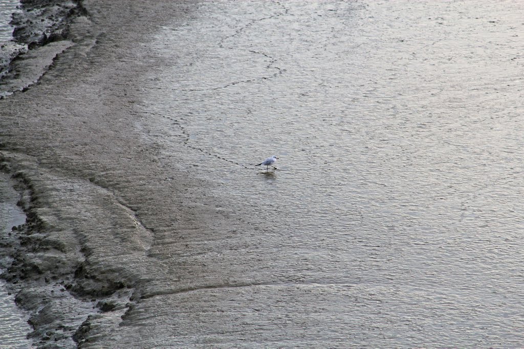 A walk in the silt... (© Windbergbewohner) by Windbergbewohner