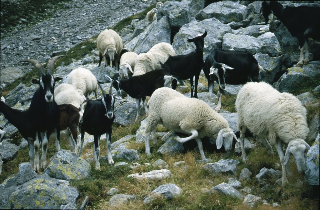 Kleine Herde im Val Schiesone nordseits des Pizzo di Prata, Provinz Sondrio, Italien by orfalecchio