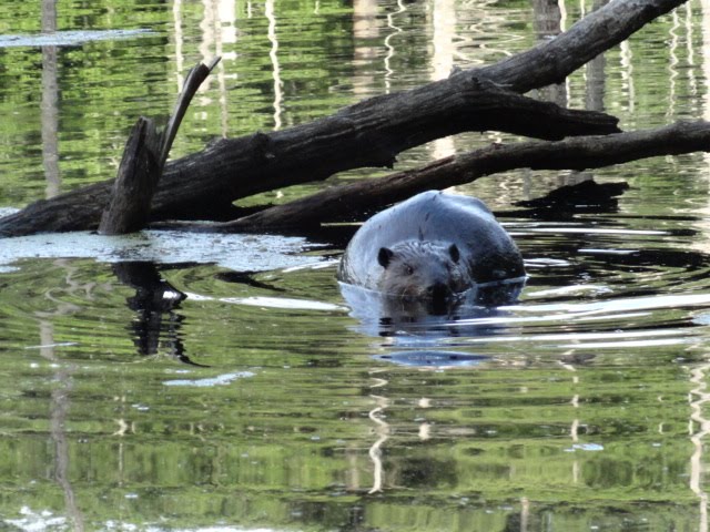 Very Expectant Mother Beaver by RightOfWayFarer