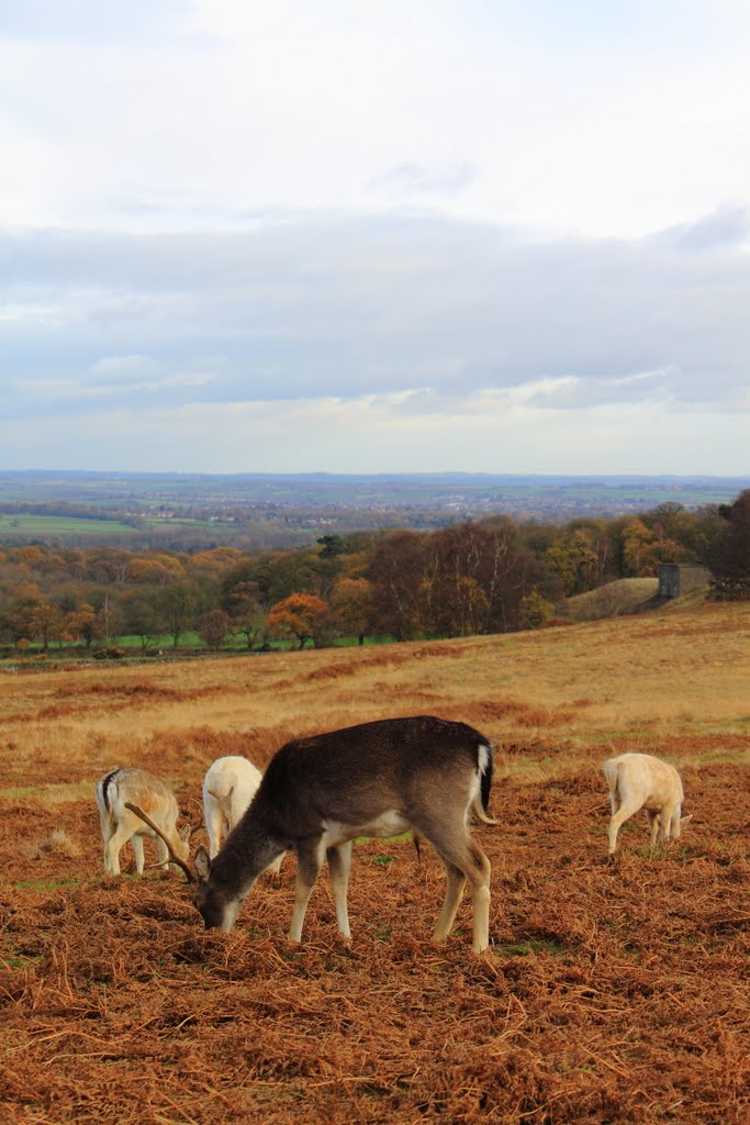 Deer Bradgate by P S