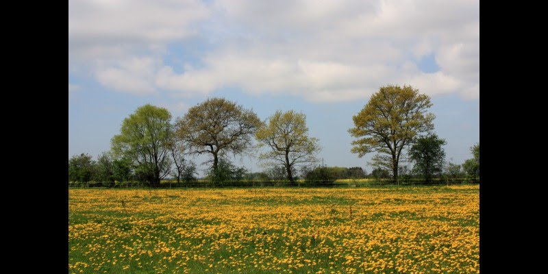 Spring by Javed Iqbal