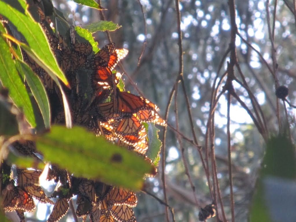 Monarch Butterfly reserve by M.Tijssen