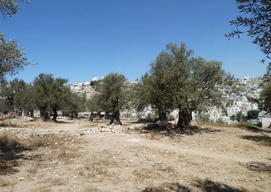 Walking in Hebron. The ancient olive grove. by obber