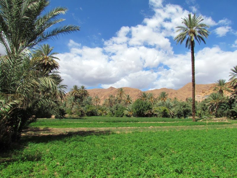 Palm oasis. Morocco. Tinghir, or Tinerhir or Tamazight. by Linda De Volder