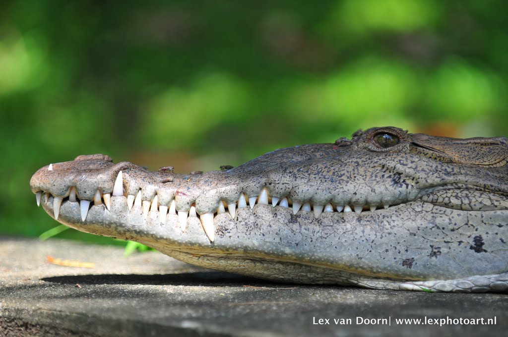 Close Encounter (HD) by Lex van Doorn