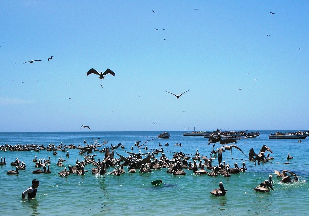 Pelícanos Playa Manzanillo by http://aquihayfotosd…