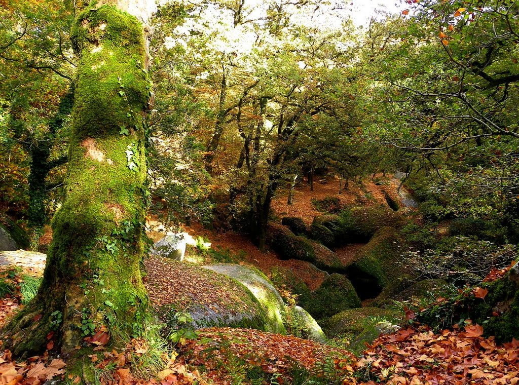 Huelgoat - Site des rochers - Communion des rochers et de la végétation by epaulard59