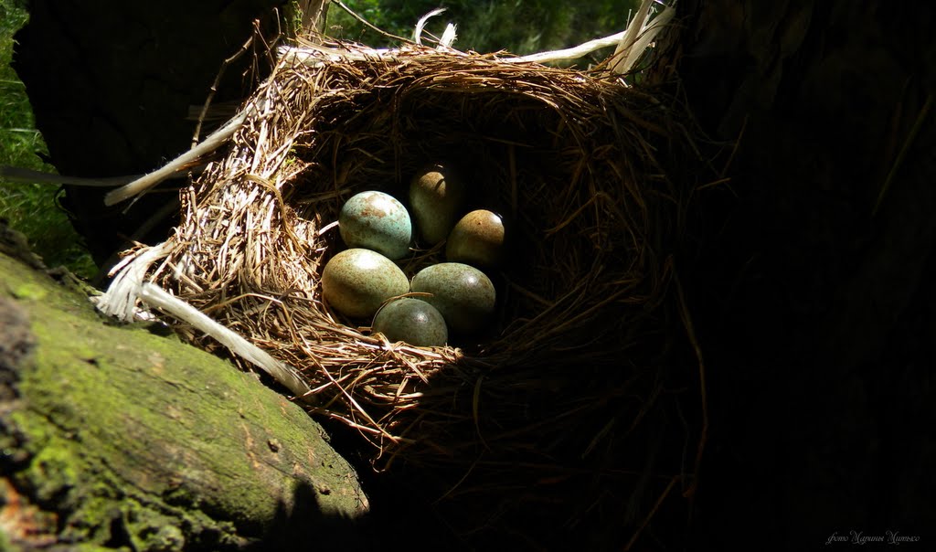 Гнездо дрозда-рябинника/ Fieldfare nest by Marina Mitiko