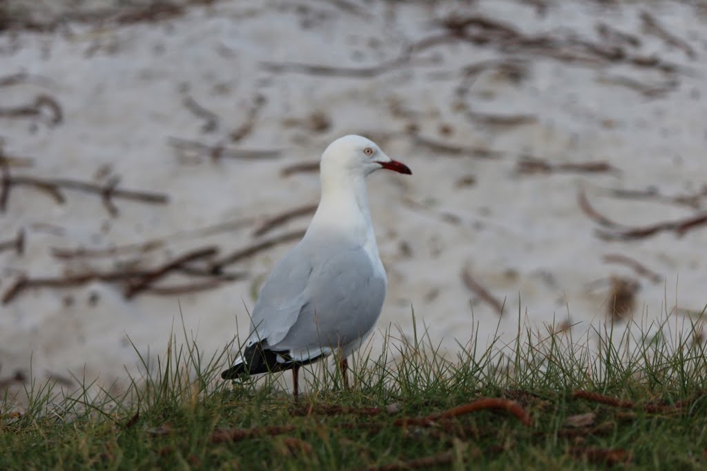 Seagull by Ando Orth