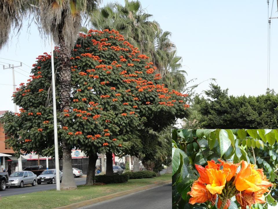 EL TABACHIN ----PRECIOSOS ARBOLES CON HERMOSISIMAS FLORES by testarudo10