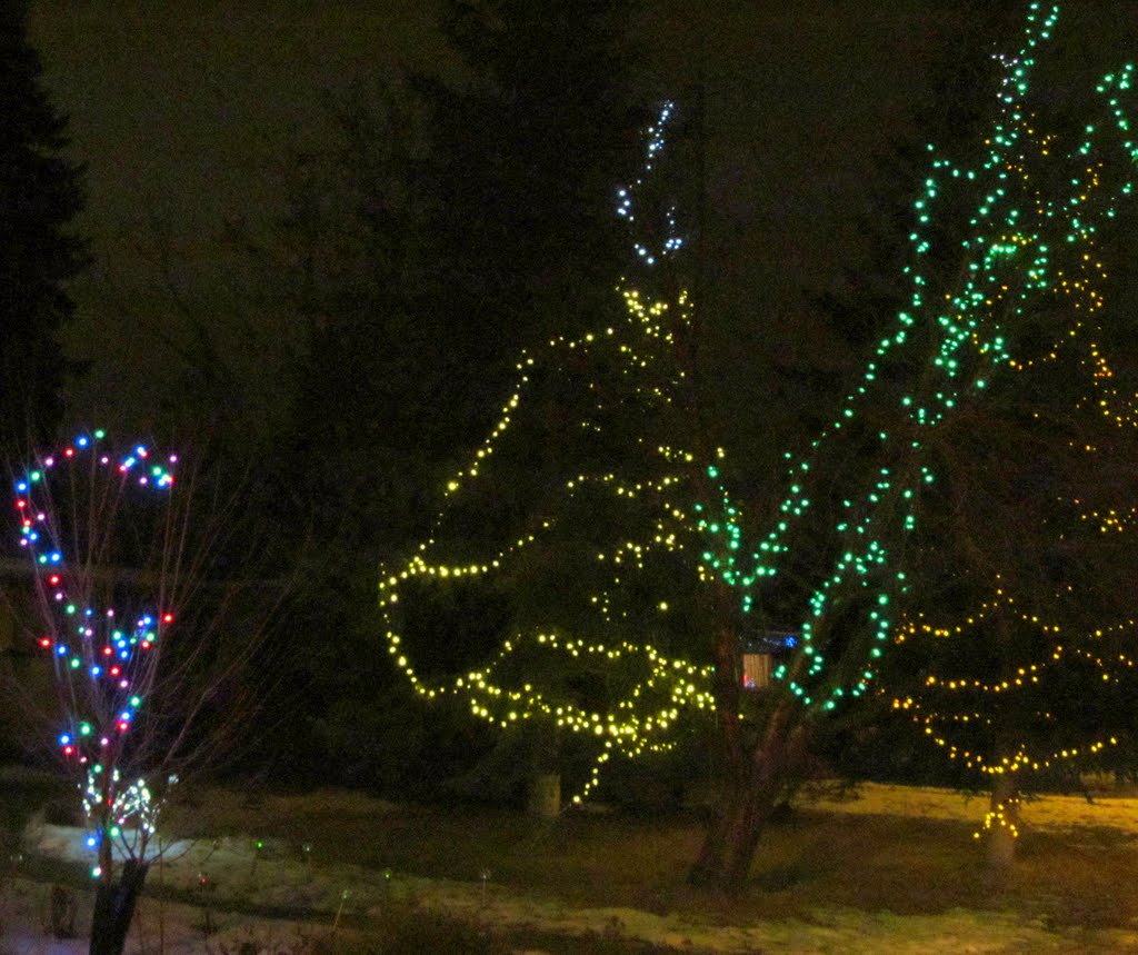 Colourful, Extensive Lights On The Trees On Candy Cane Lane In Edmonton Dec '11 by David Cure-Hryciuk