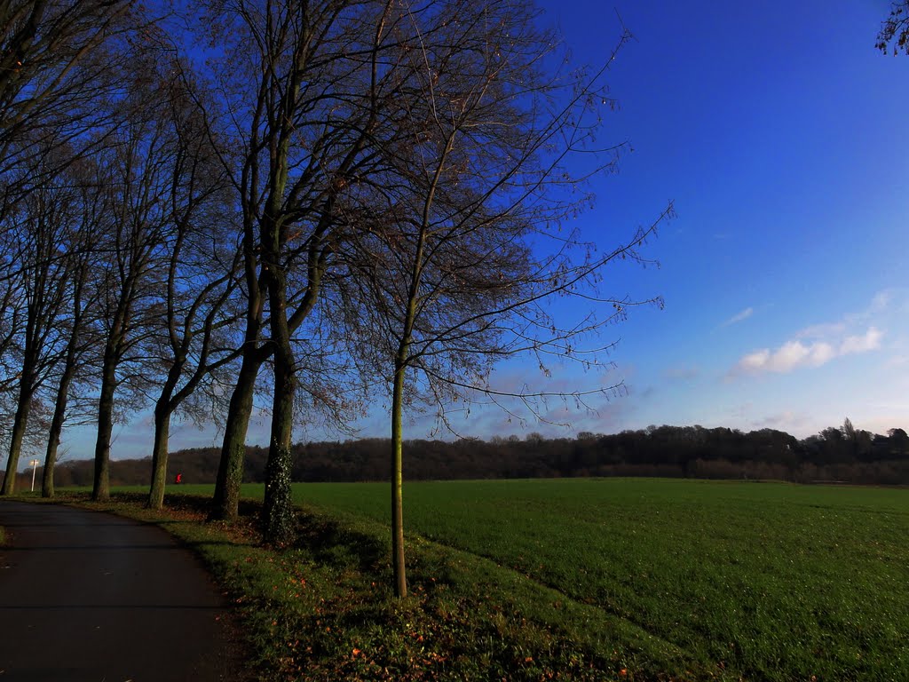 Im Grafenbergerwald by Willi Prinz