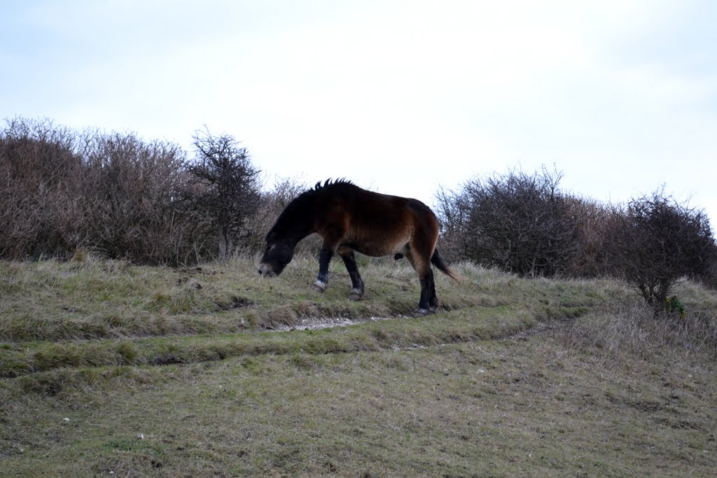 Exmoor Pony, White Cliffs Footpath Walk, Dover, Kent, UK by John Starnes