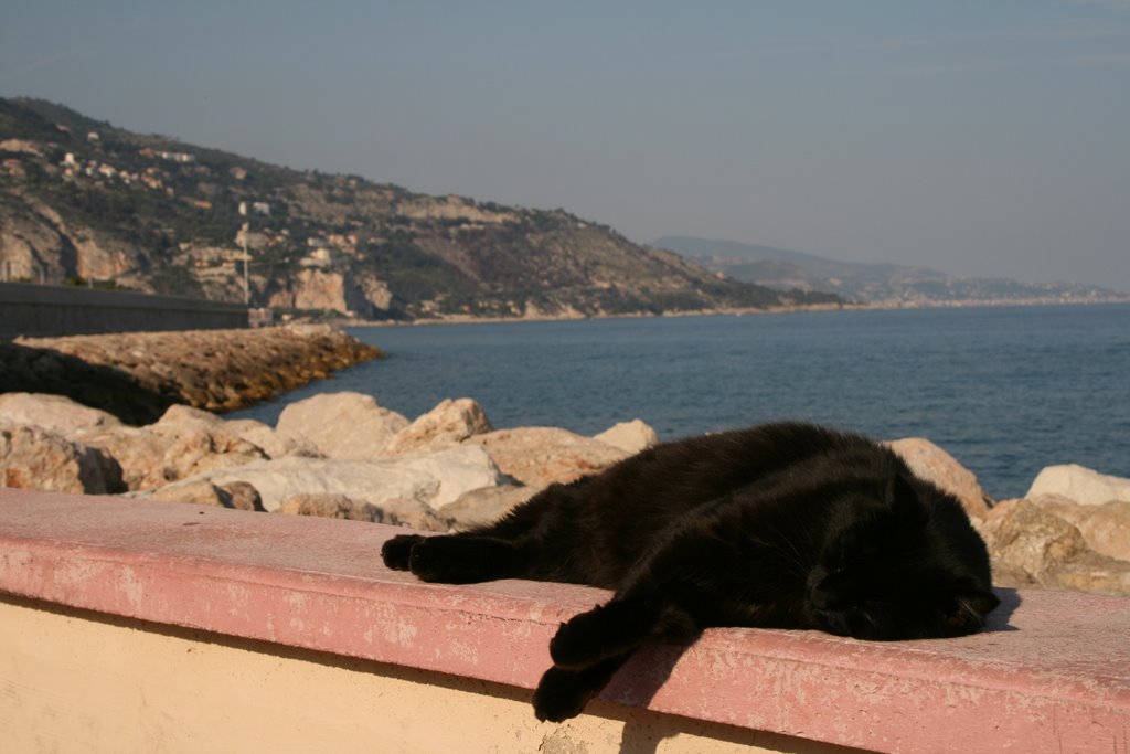 Cat on seawall in Menton by Keith Redburn