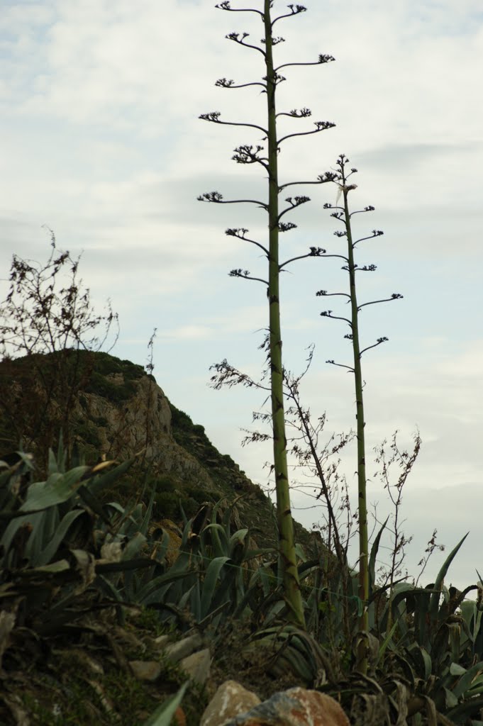 Annaba le phare du cap de garde by MAHER BARAKET by Maher Baraket