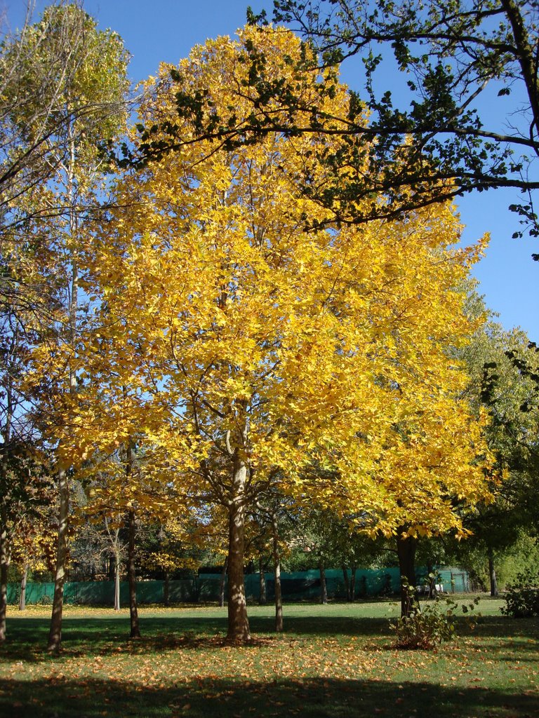 Autumn Leaves Fall Foliage In Reggio Emilia by Kampa62