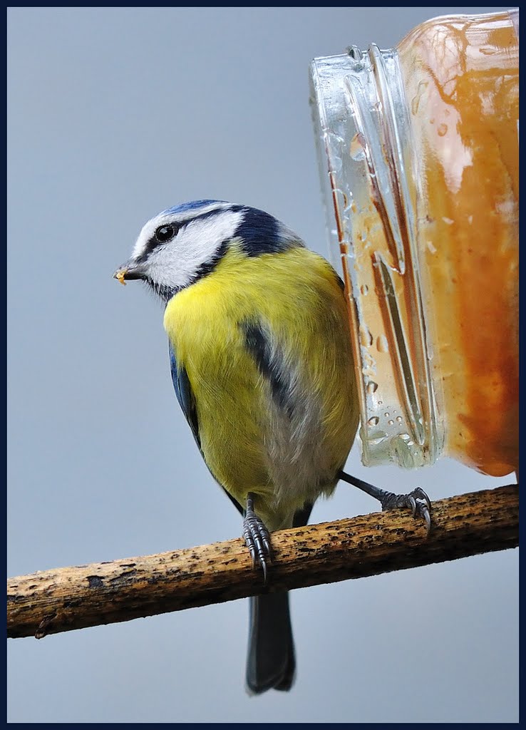 Blue Tit by Jan Visser