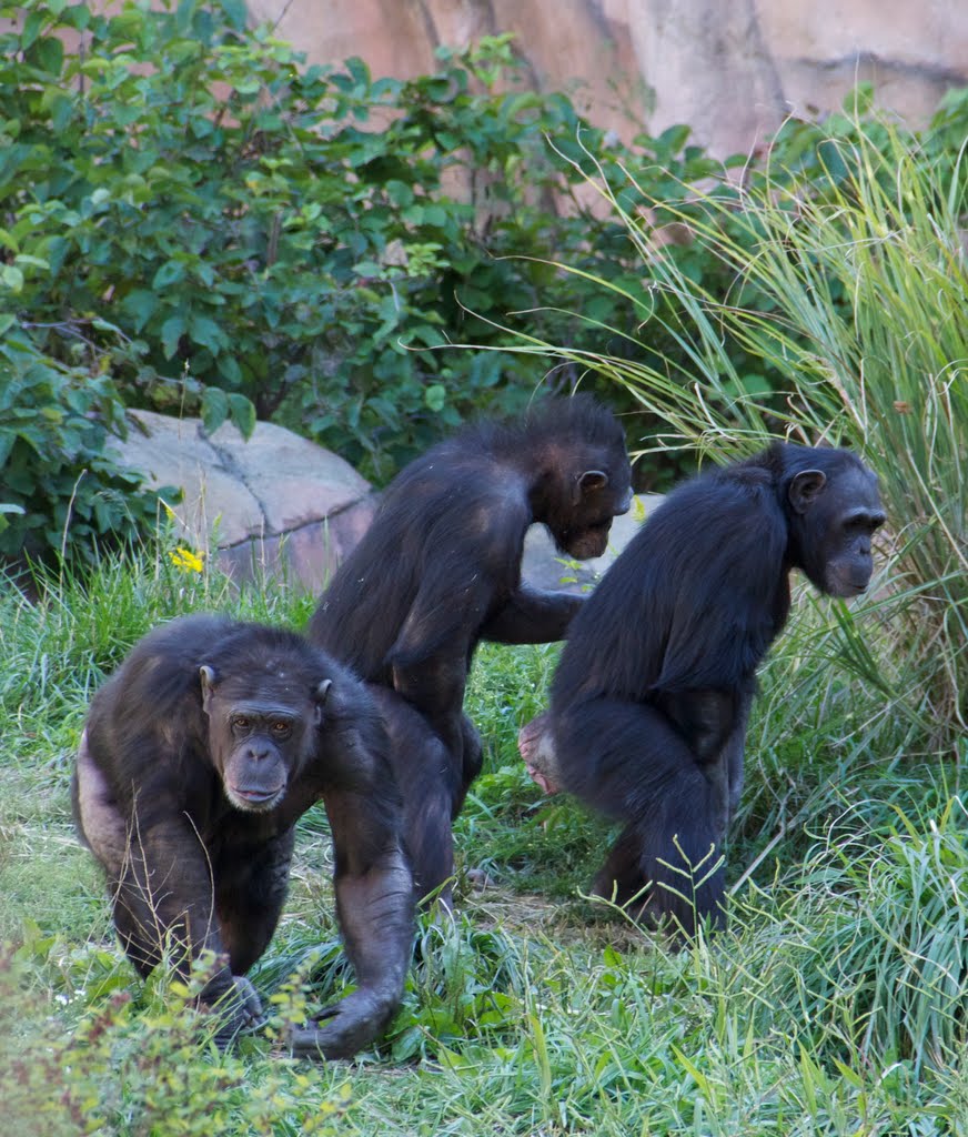 Chimpanzees by MatthewALyman