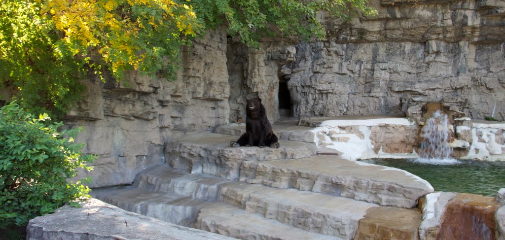 The Brown Bear by MatthewALyman