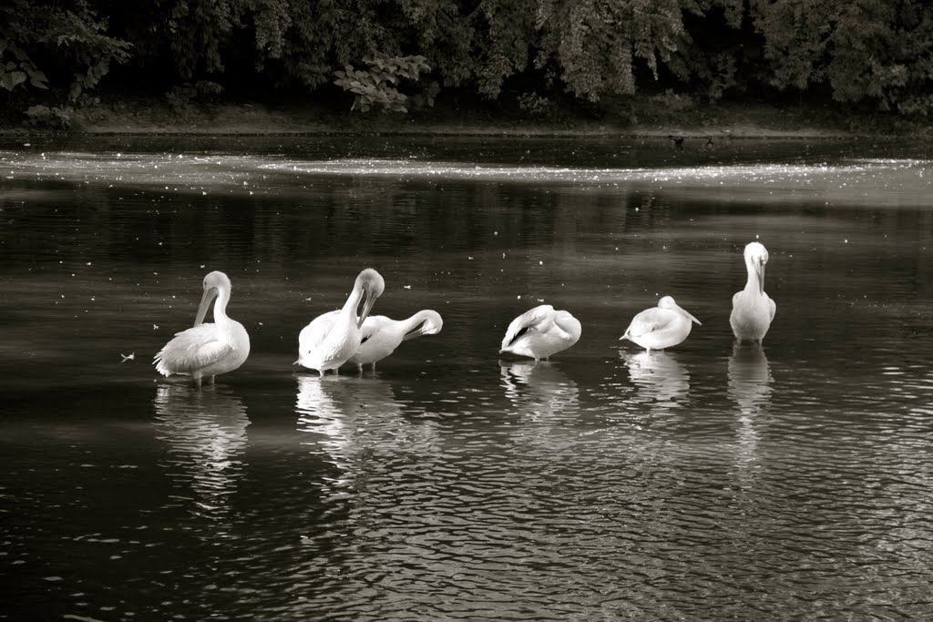 Cranes in a Row B&W by MatthewALyman