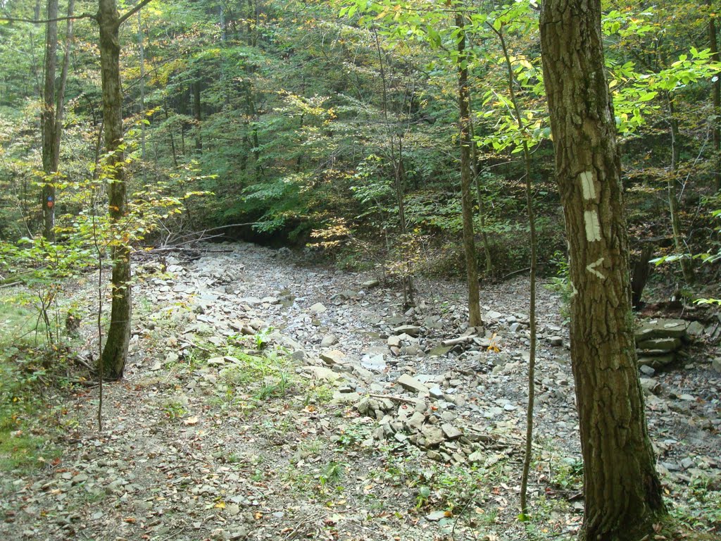 Goundry Hill State Forest by Mark Bouton