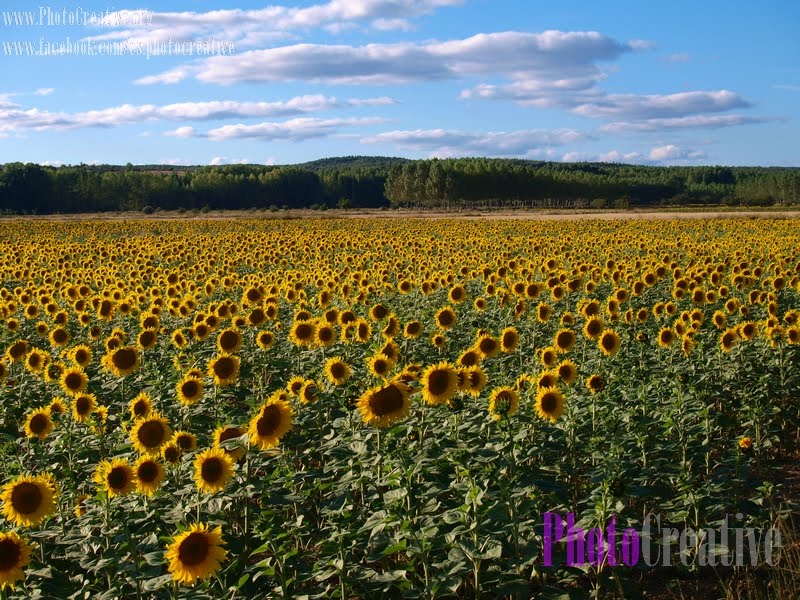 Girasol by jhoslucas